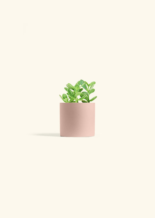 Jade Plant in a 4 inches Pink Classic Cylinder Planter 