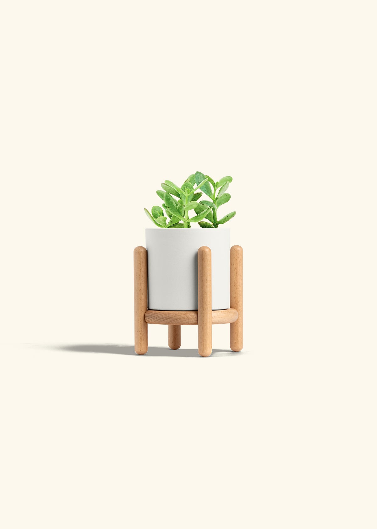 Jade Plant in a 4 inches White Classic Cylinder Planter in a Beech Wood Stand