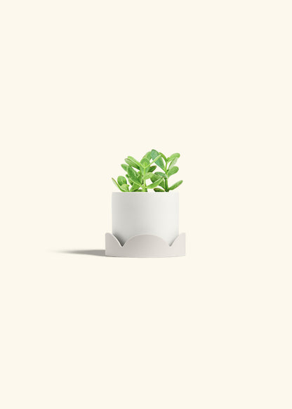 Jade Plant in a 4 inches White Classic Cylinder Planter in a Oat Petal Drip Tray