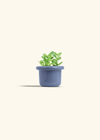Jade Plant in a 4 inches Fat Lip Blue Planter 