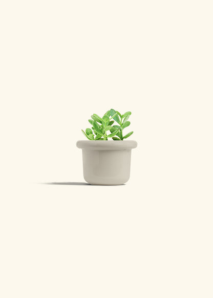 Jade Plant in a 4 inches Fat Lip Oat Planter 
