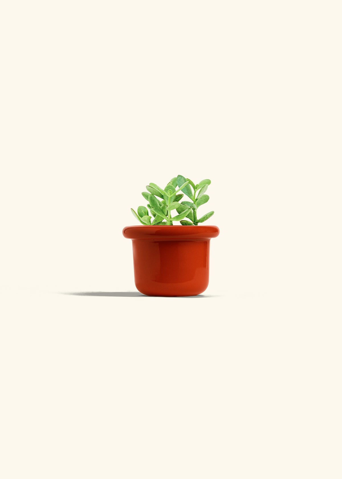 Jade Plant in a 4 inches Fat Lip Red Planter 