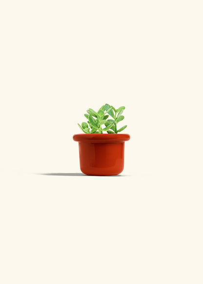Jade Plant in a 4 inches Fat Lip Red Planter 