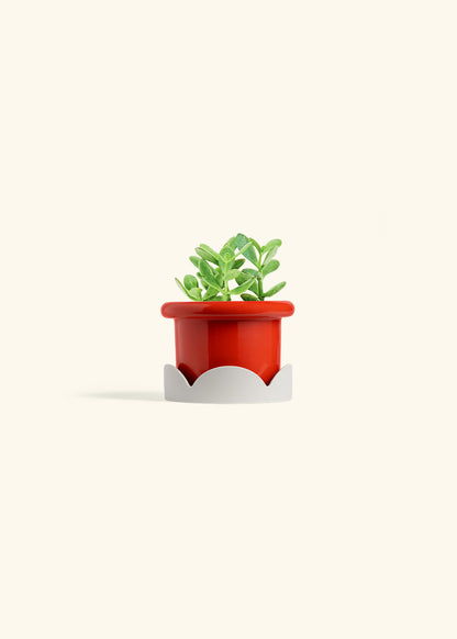 Jade Plant in a 4 inches Fat Lip Red Planter in a Oat Petal Drip Tray