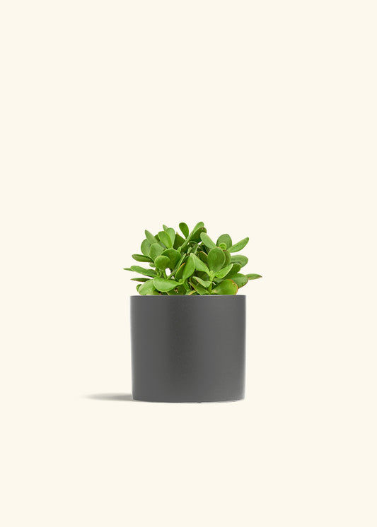 Jade Plant in a 6 inches Charcoal Classic Cylinder Planter in a Shamrock Petal Drip Tray