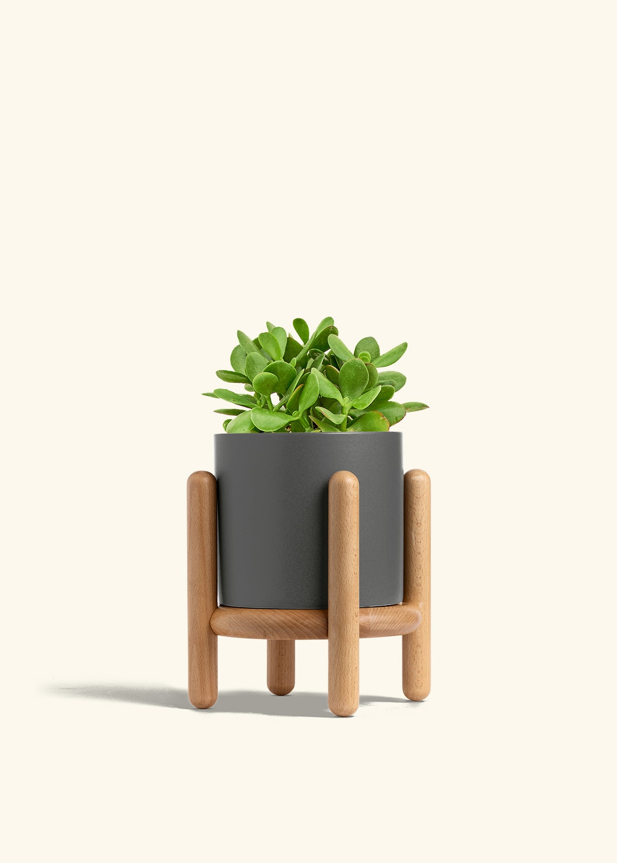 Jade Plant in a 6 inches Charcoal Classic Cylinder Planter 