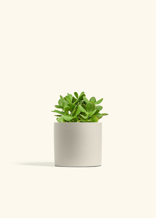 Jade Plant in a 6 inches Oat Classic Cylinder Planter 