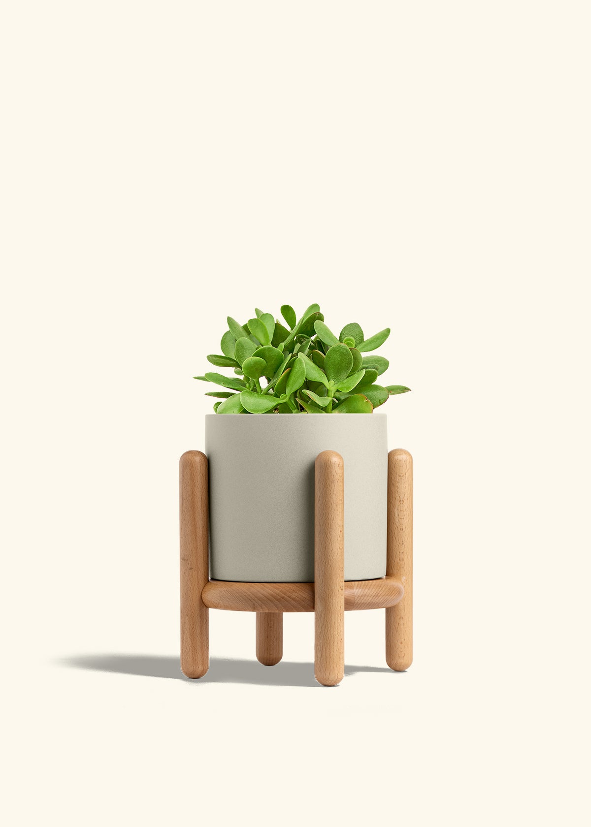 jade plant container Jade Plant – Hey Rooted