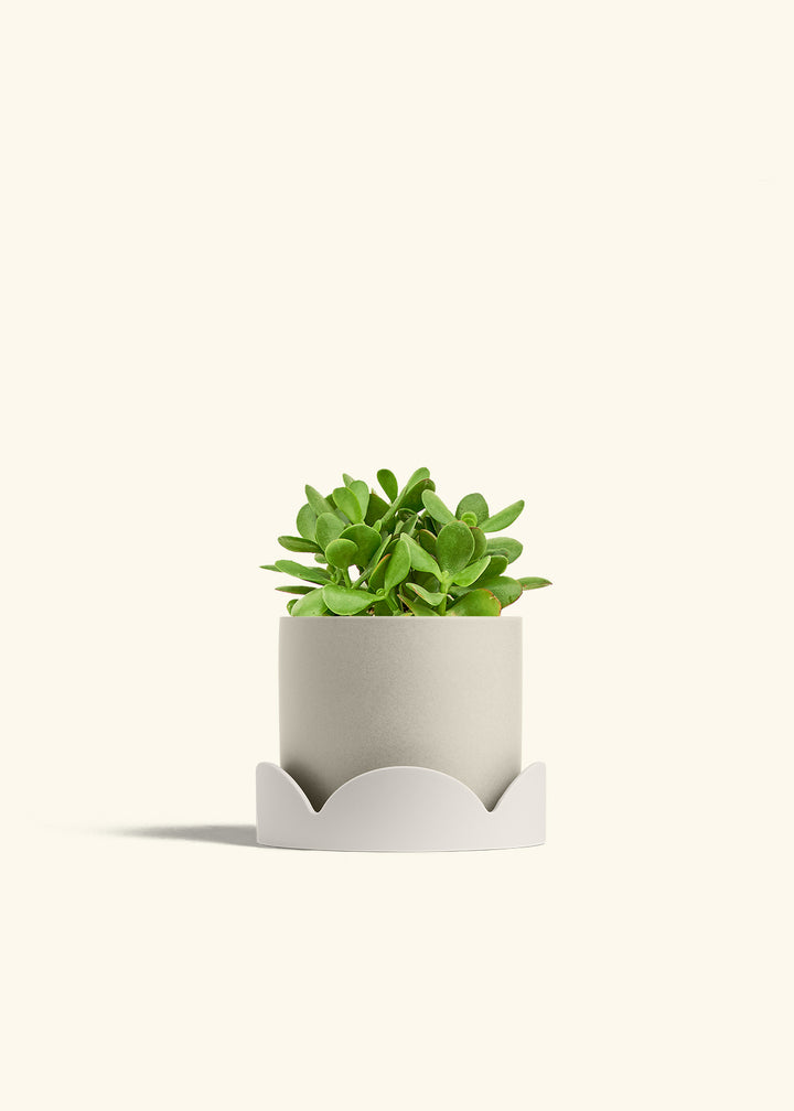 Jade Plant in a 6 inches Oat Classic Cylinder Planter in a Oat Petal Drip Tray