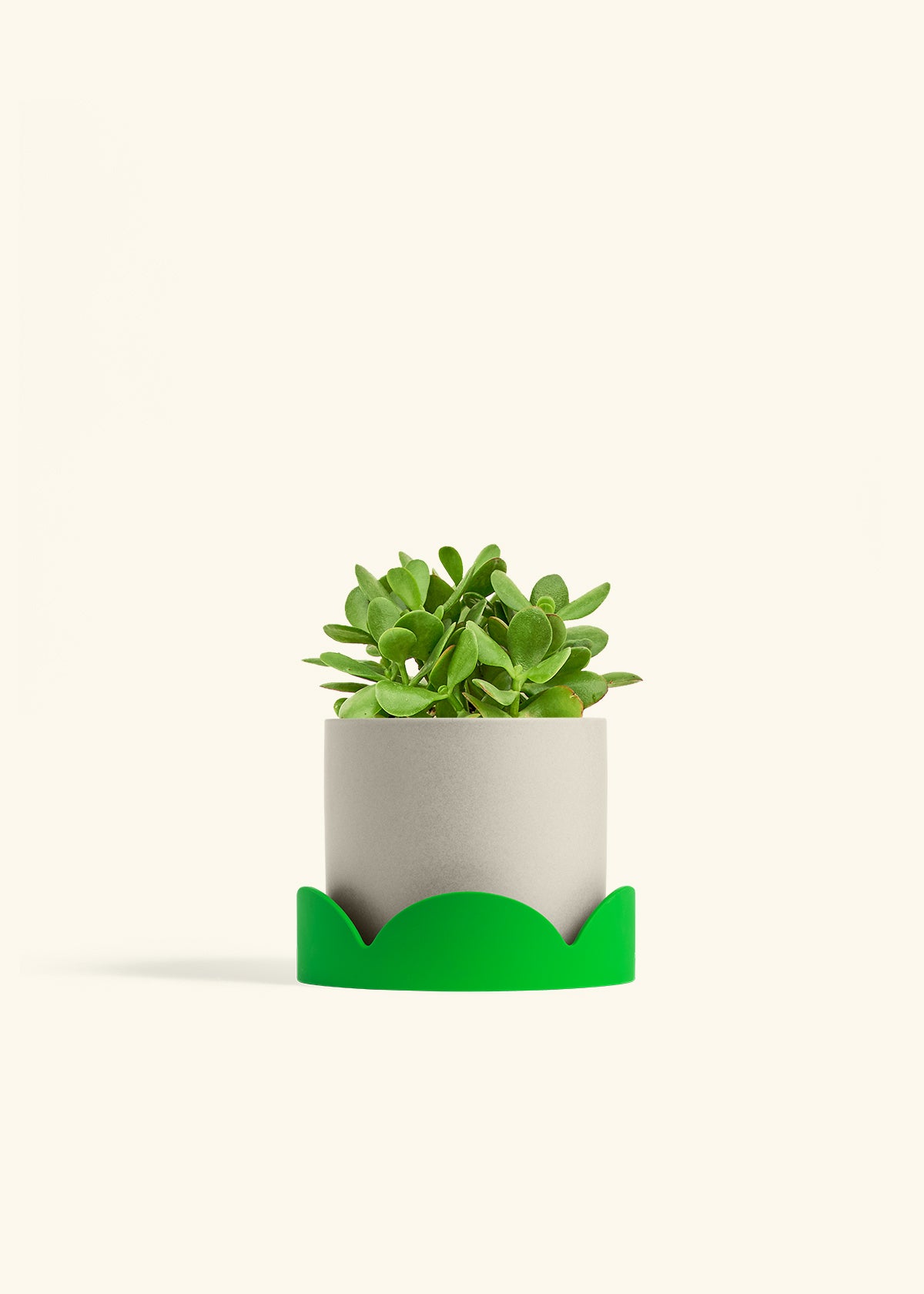 white and green jade plant Jade Plant – Hey Rooted