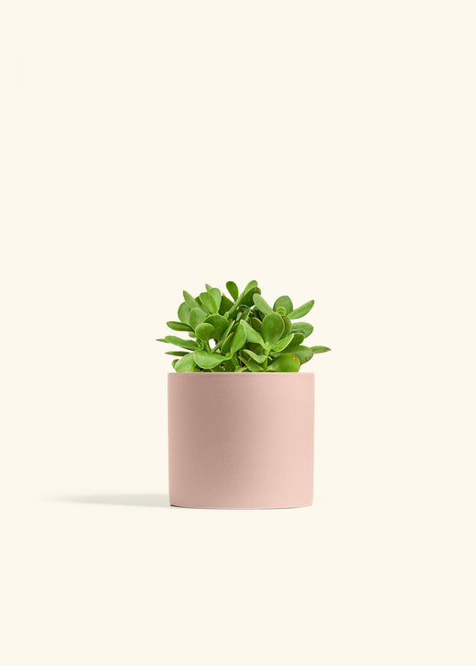 Jade Plant in a 6 inches Pink Classic Cylinder Planter 
