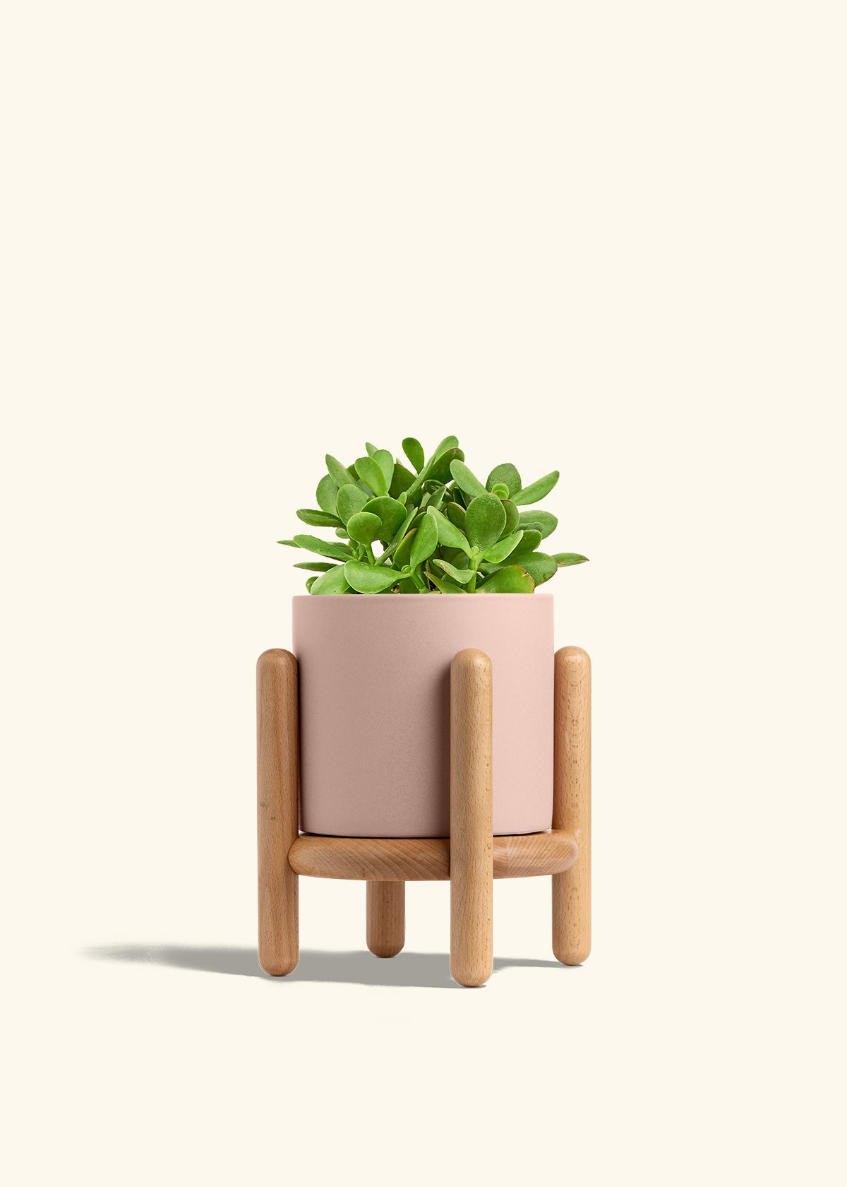 Jade Plant in a 6 inches Pink Classic Cylinder Planter in a Beech Wood Stand