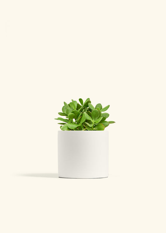 Jade Plant in a 6 inches White Classic Cylinder Planter 