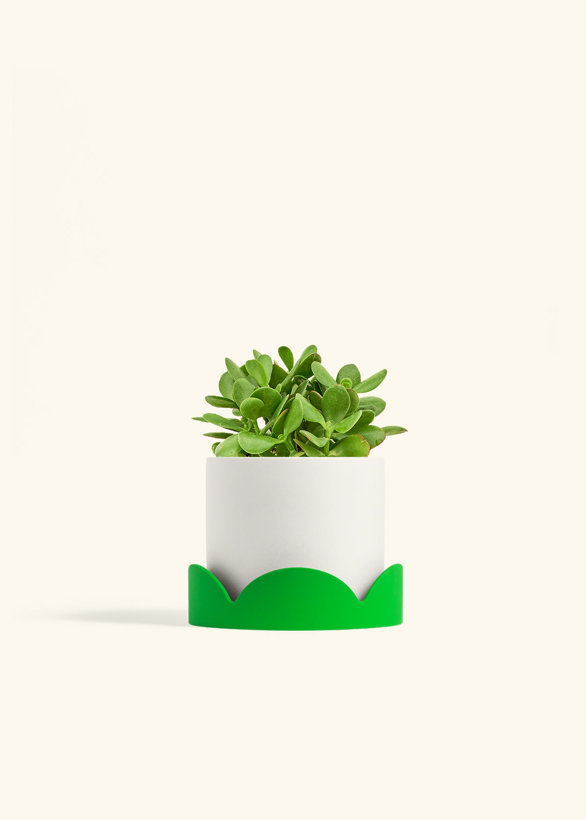jade plant in planter Jade Plant – Hey Rooted
