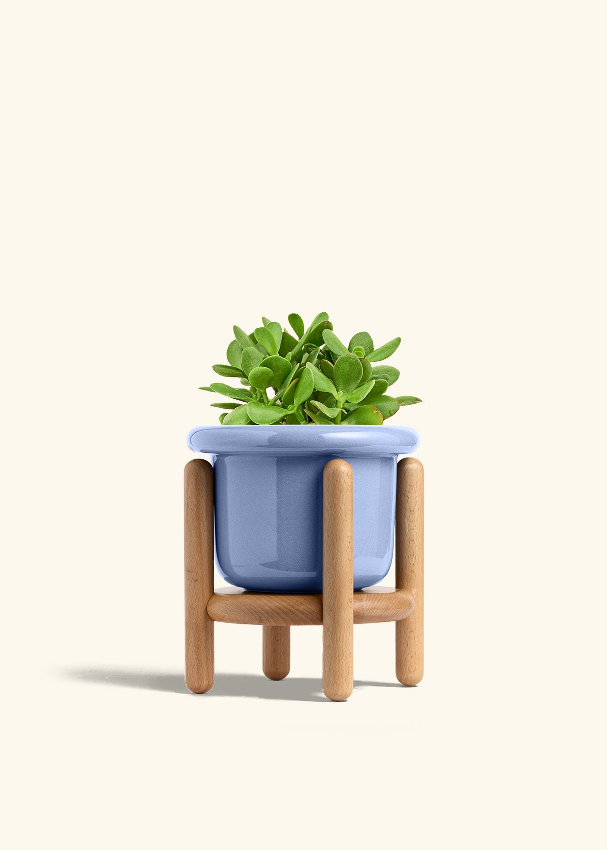jade plant hardiness Jade Plant – Hey Rooted
