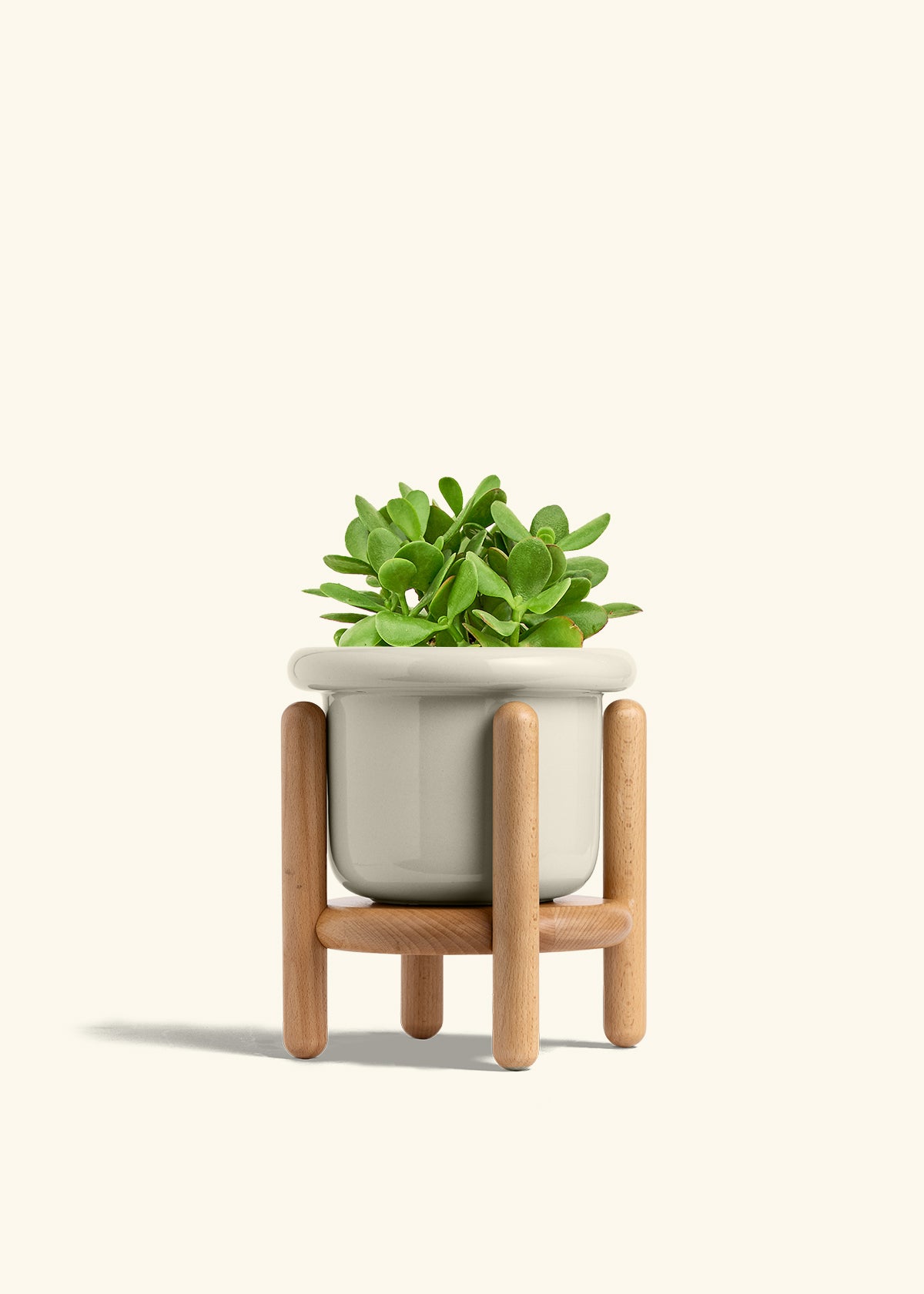 jade plant in planter Jade Plant – Hey Rooted
