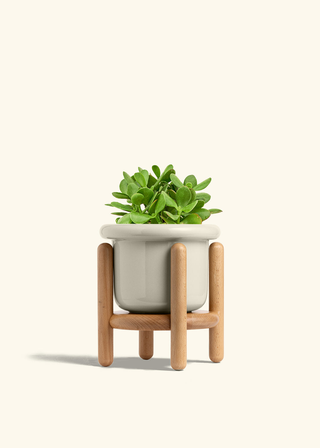 Jade Plant in a 6 inches Fat Lip Oat Planter in a Beech Wood Stand