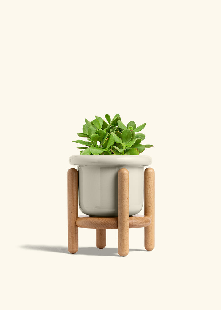 Jade Plant in a 6 inches Fat Lip Oat Planter in a Beech Wood Stand