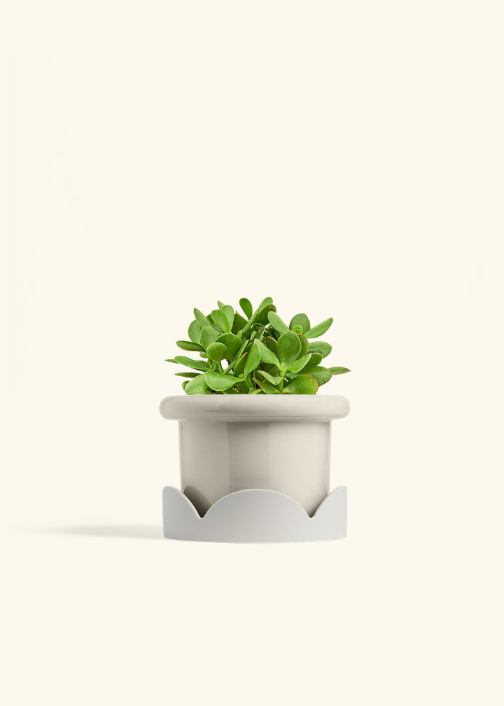 Jade Plant in a 6 inches Fat Lip Oat Planter in a Oat Petal Drip Tray