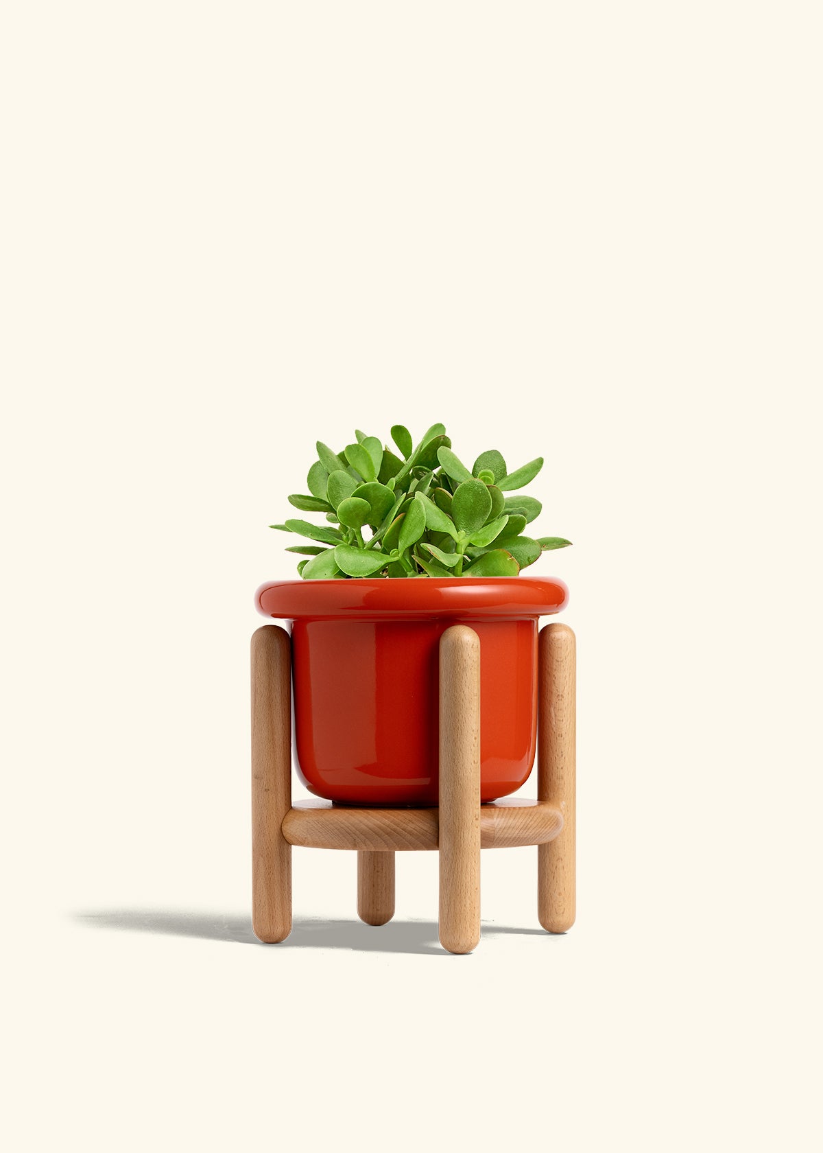 jade plant in container Jade Plant – Hey Rooted