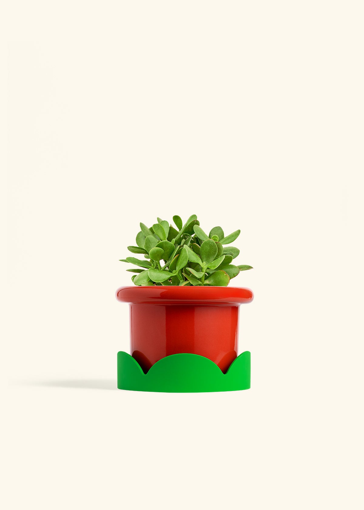 planter for jade plant Jade Plant