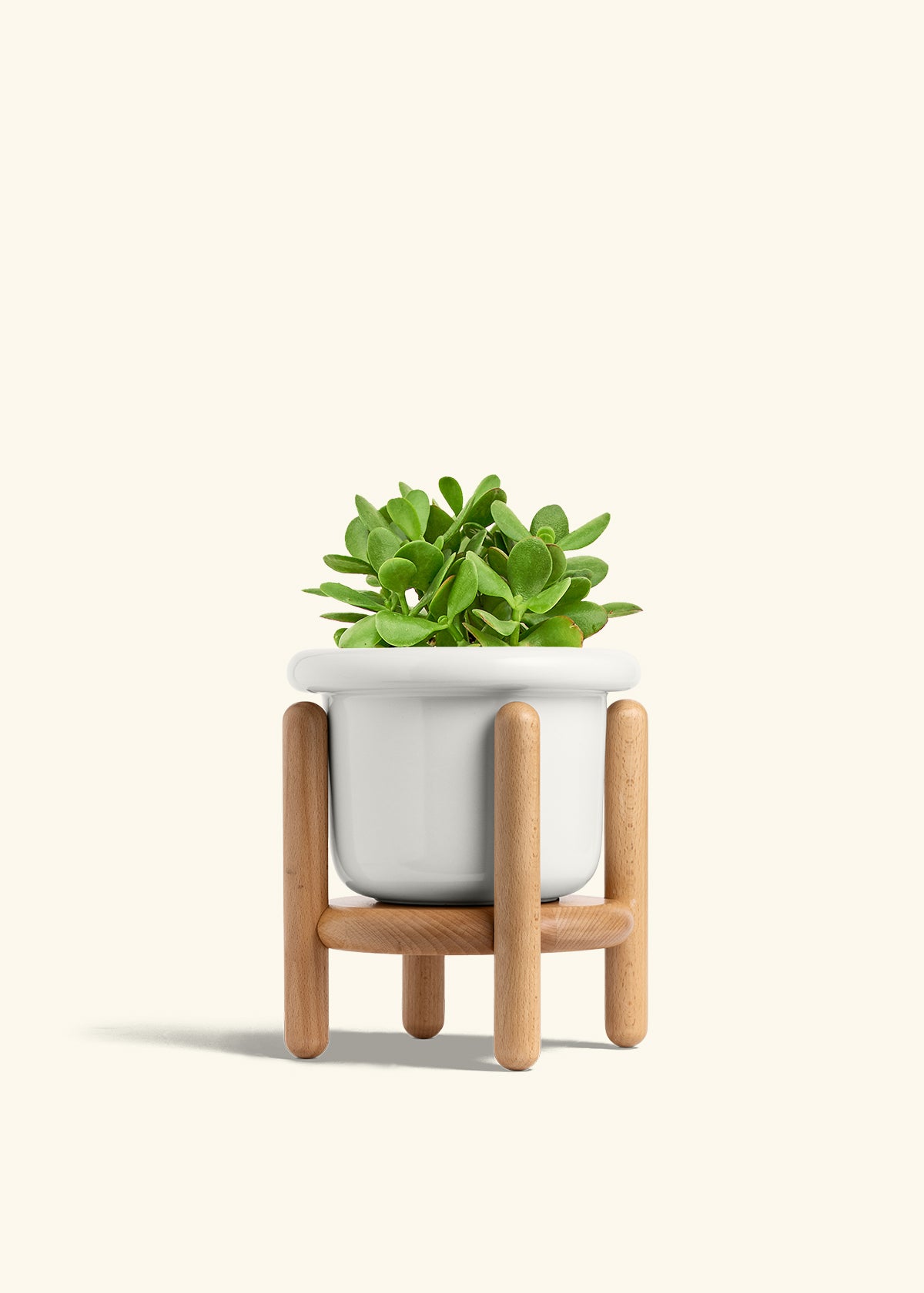 indoor plant stand kmart Jade Plant – Hey Rooted
