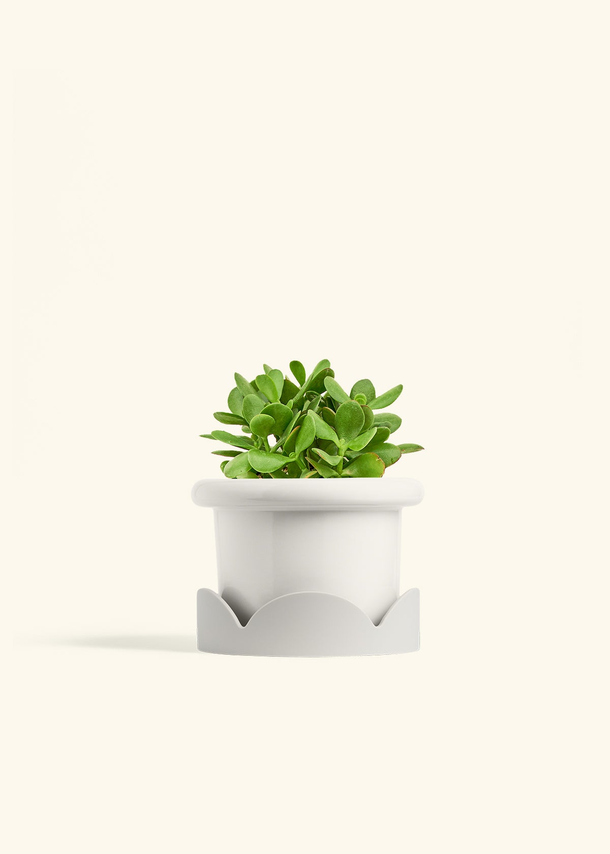 jade plant medium Jade Plant – Hey Rooted