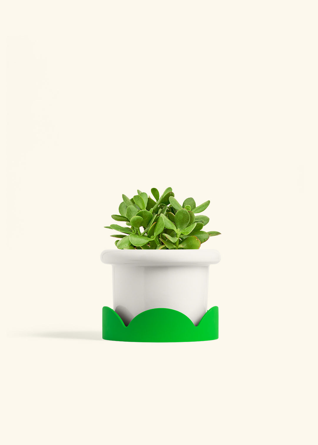 Jade Plant in a 6 inches Fat Lip White Planter in a Shamrock Petal Drip Tray