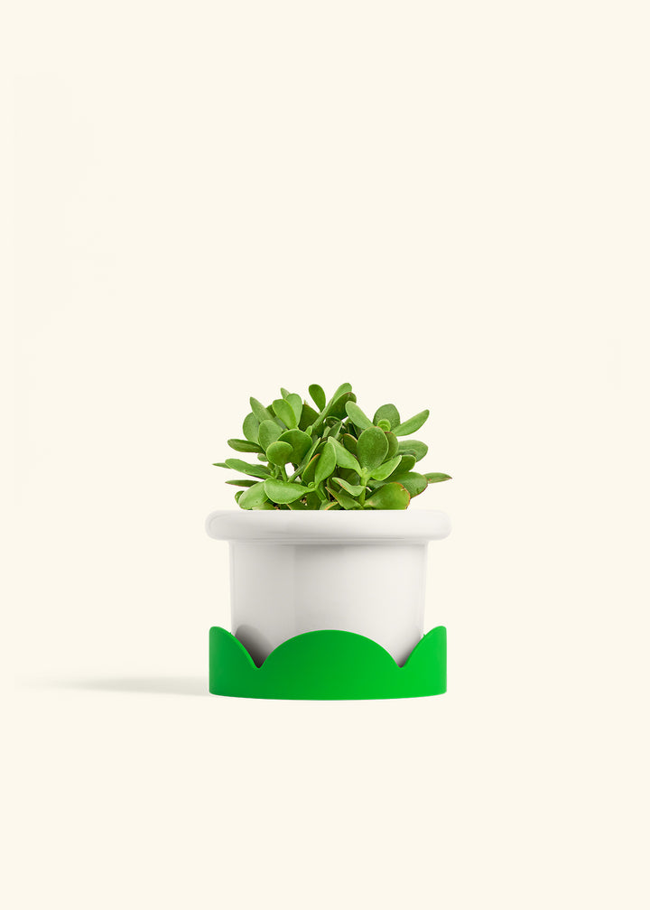Jade Plant in a 6 inches Fat Lip White Planter in a Shamrock Petal Drip Tray