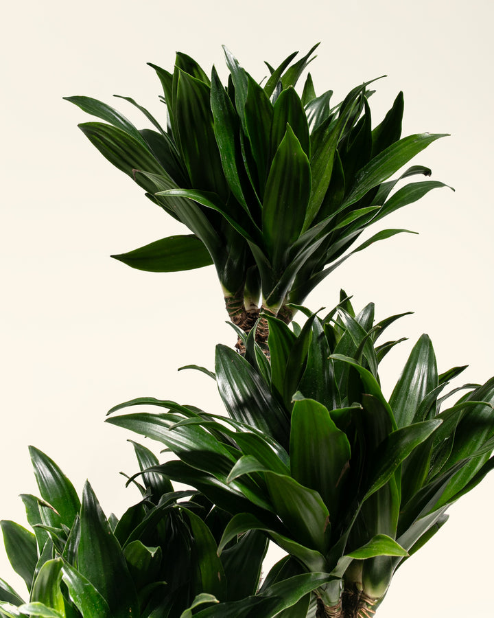 Dracaena Janet Craig Compacta