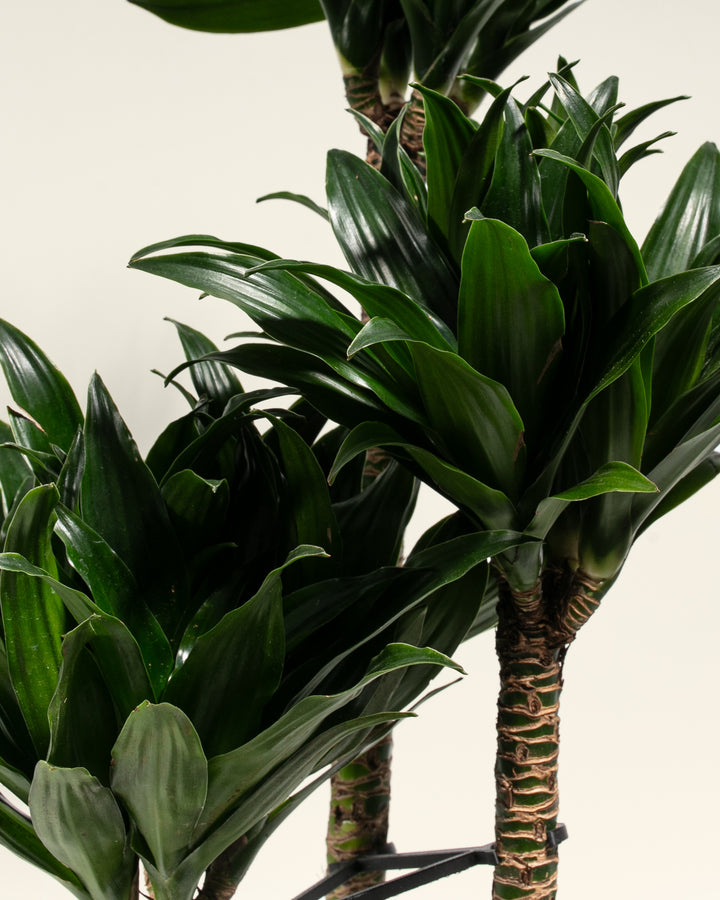 Dracaena Janet Craig Compacta