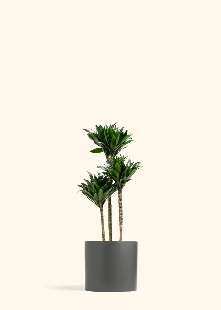 Dracaena Janet Craig Compacta