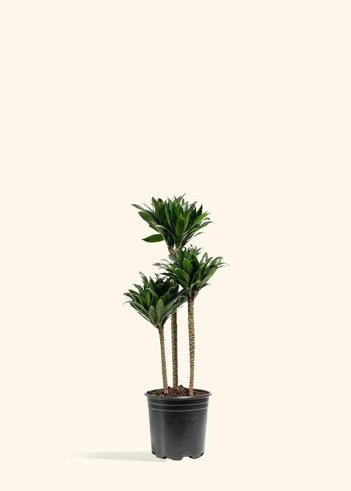 Dracaena Janet Craig Compacta