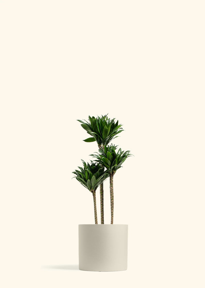 Dracaena Janet Craig Compacta