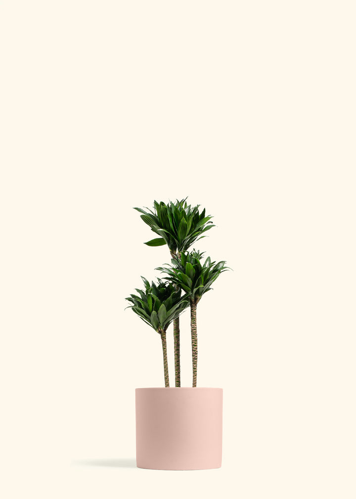 Dracaena Janet Craig Compacta