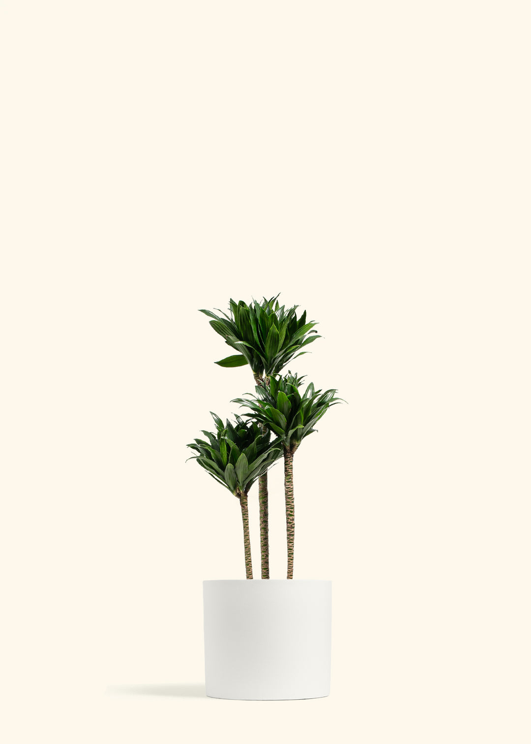 Dracaena Janet Craig Compacta