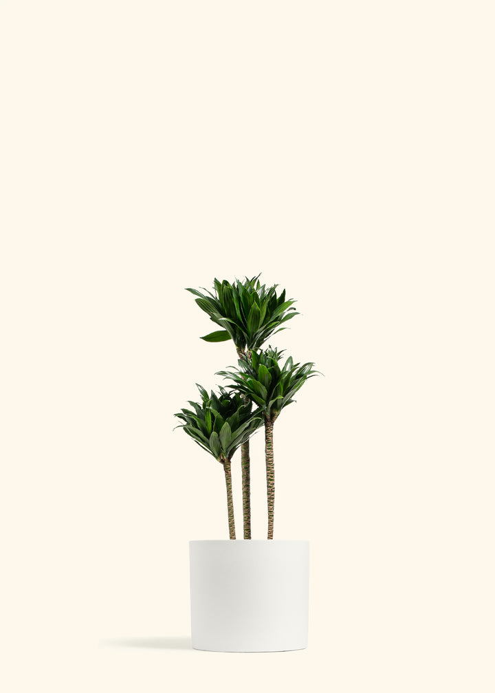 Dracaena Janet Craig Compacta