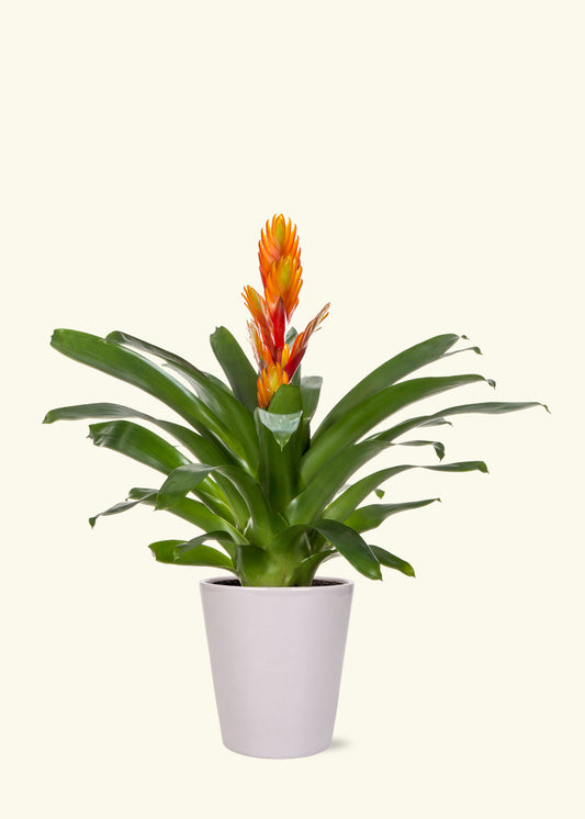 Orange Bromeliad in 5 inch a grey quinn ceramic grow pot.