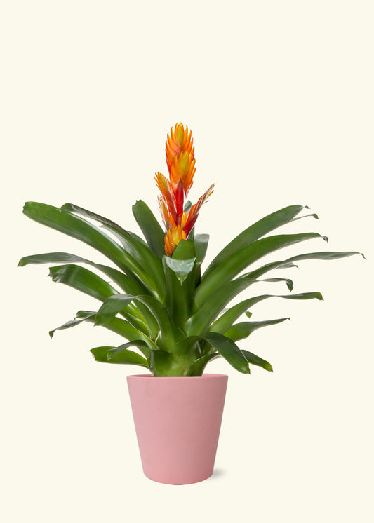Orange Bromeliad in 5 inch a pink jane matte ceramic grow pot.