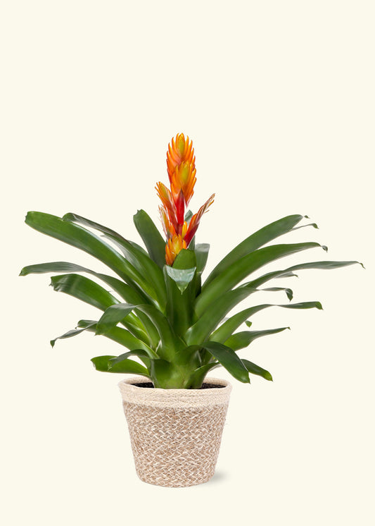 Orange Bromeliad in 5 inch a cream ivo jute grow pot.