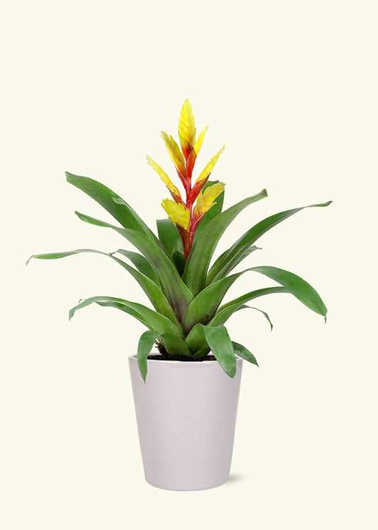 Yellow Bromeliad in 5 inch a grey quinn ceramic grow pot.