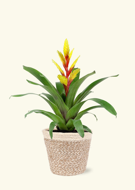 Yellow Bromeliad in 5 inch a cream ivo jute grow pot.
