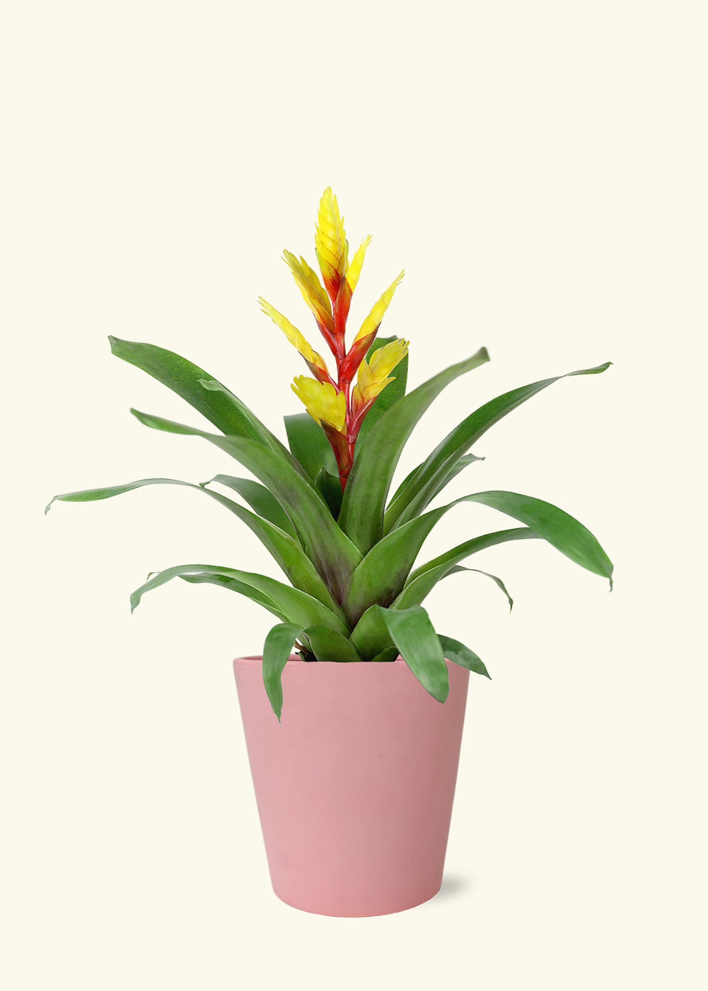 Yellow Bromeliad in 5 inch a pink jane matte ceramic grow pot.