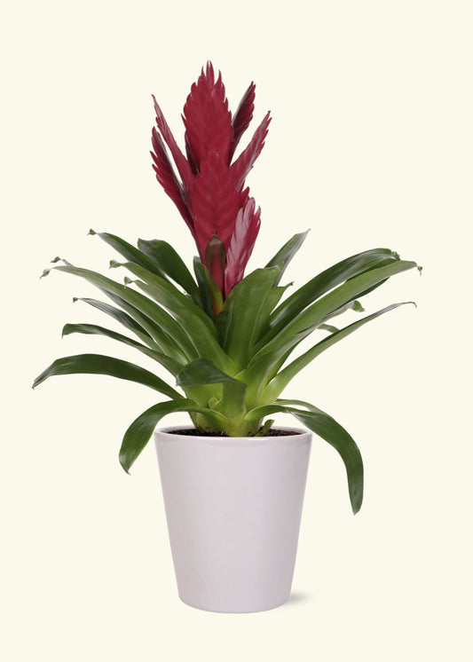 Burgundy Bromeliad in 5 inch a grey quinn ceramic grow pot.