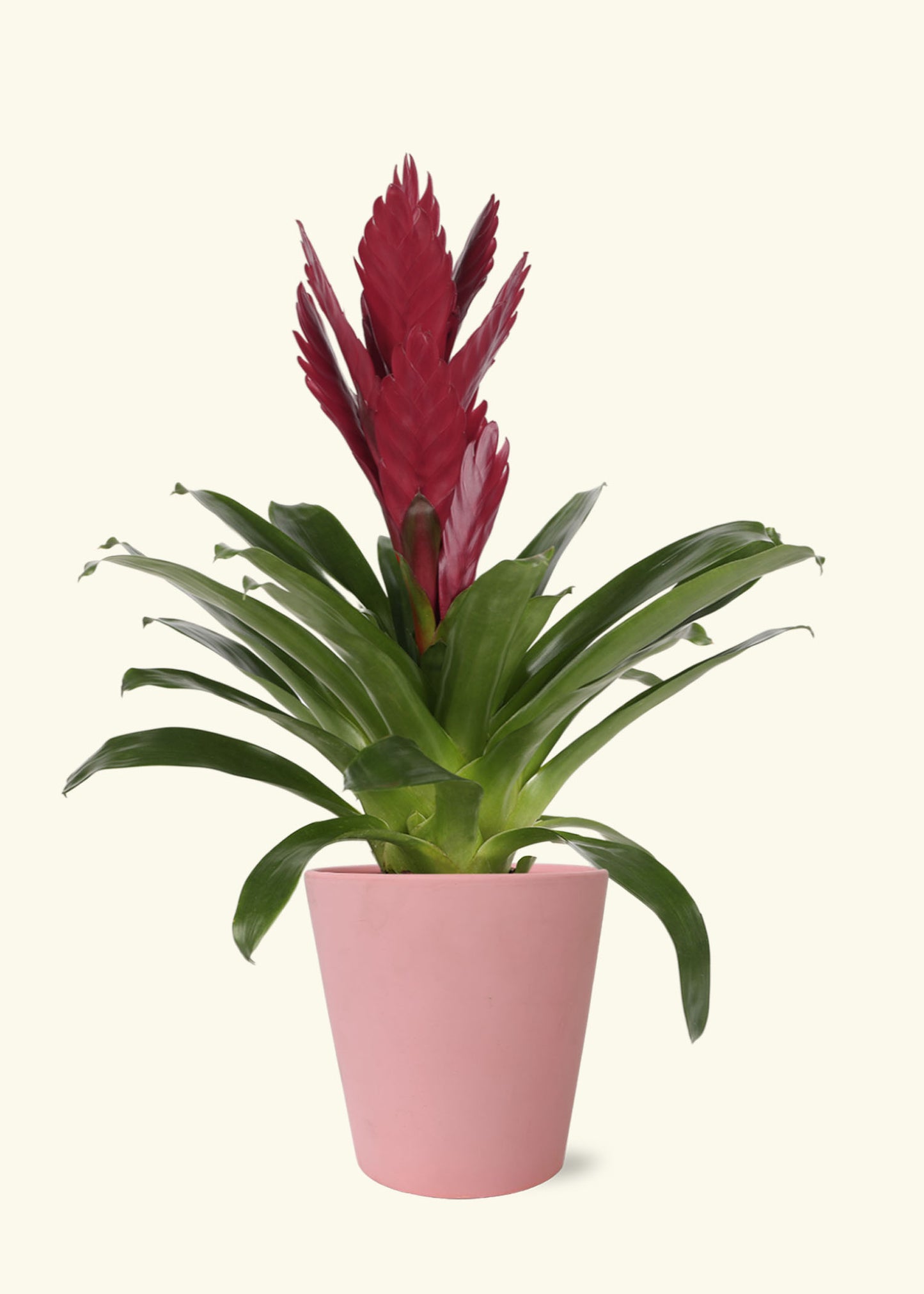 Burgundy Bromeliad in 5 inch a pink jane matte ceramic grow pot.