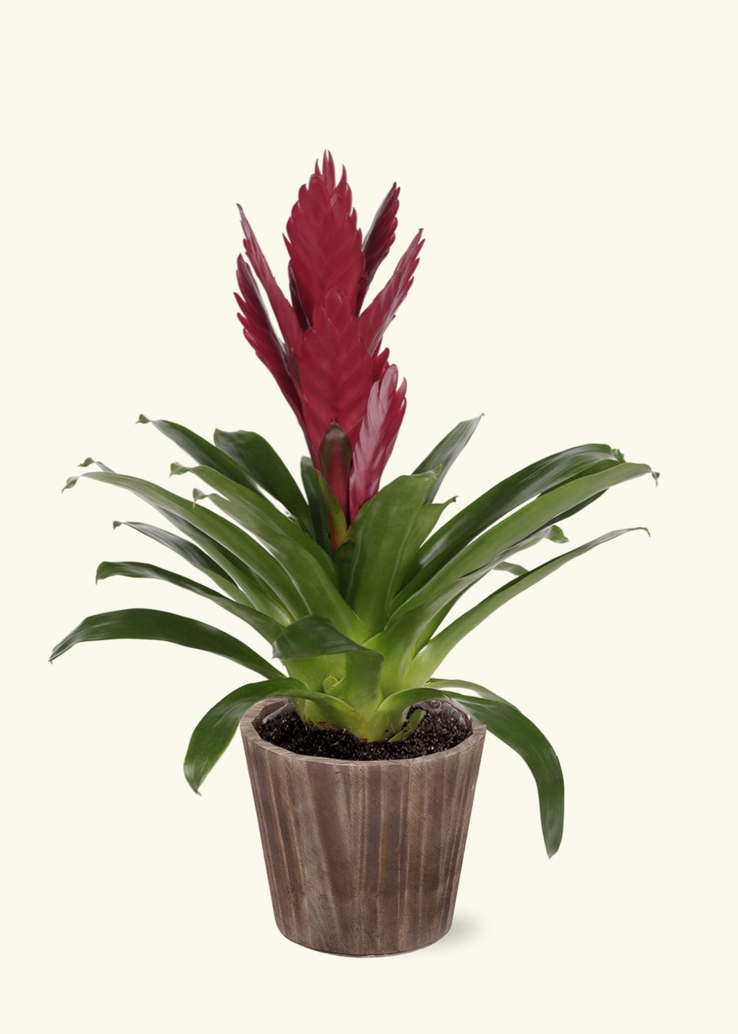 Burgundy Bromeliad in 5 inch a brown wilson wood grow pot.