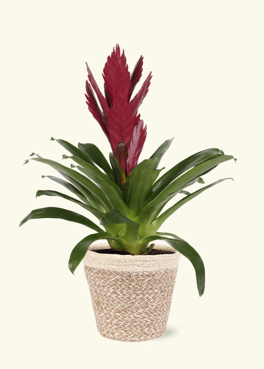 Burgundy Bromeliad in 5 inch a cream ivo jute grow pot.