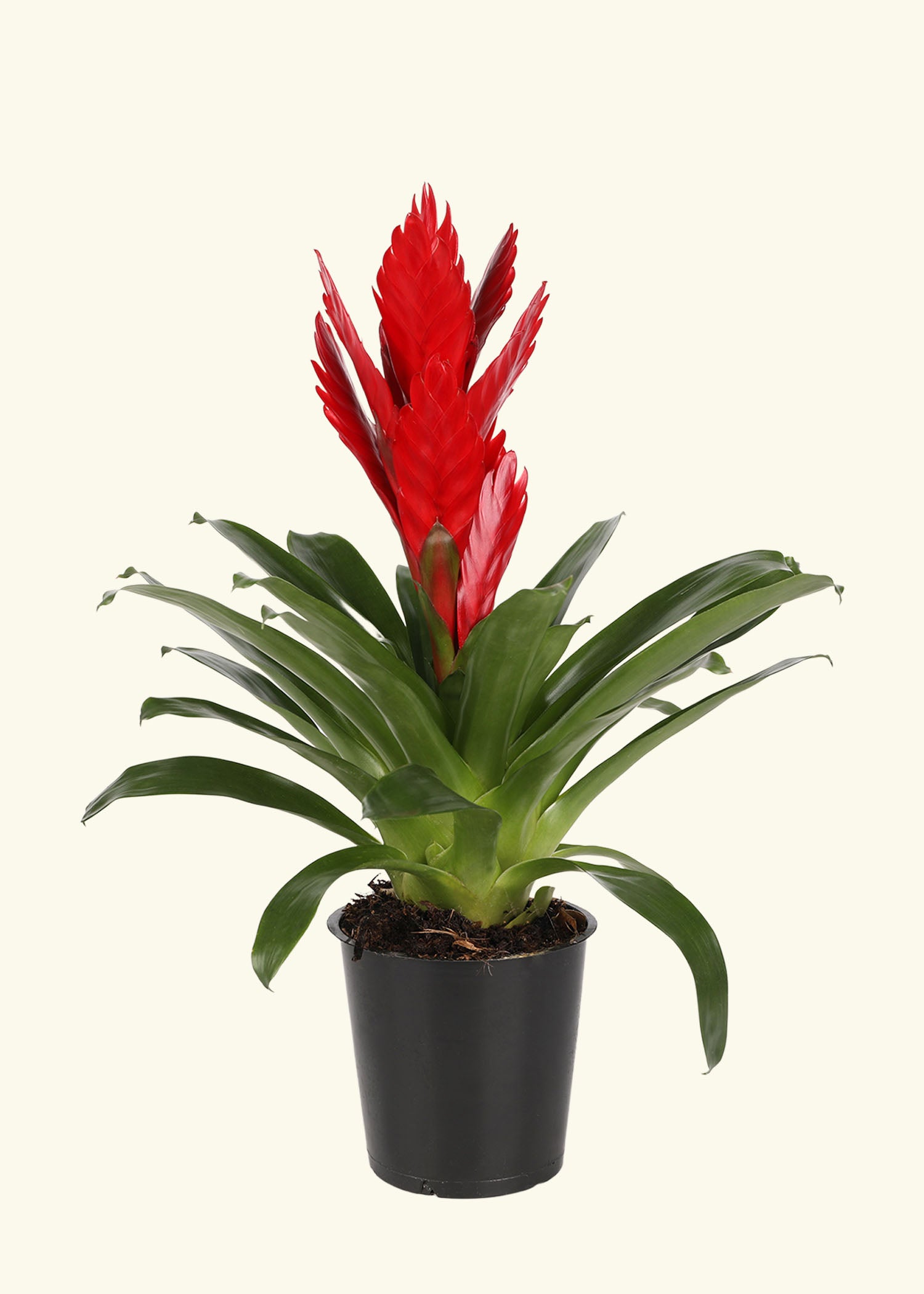Red Bromeliad in 5 inch a grow pot.