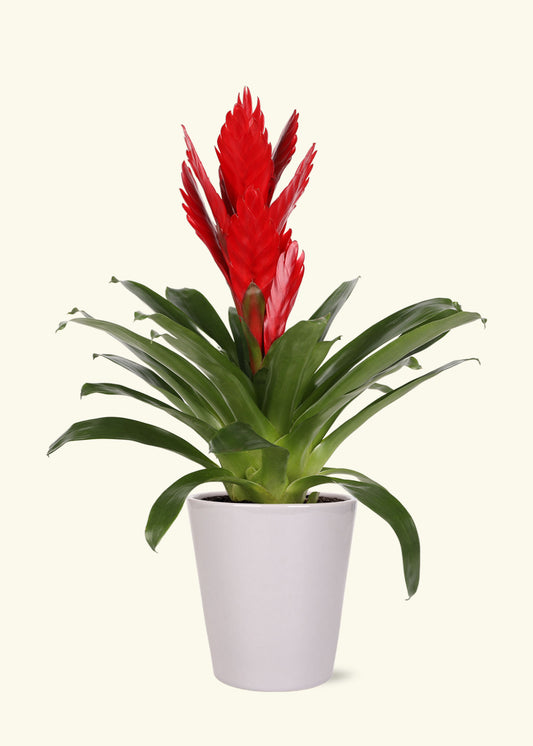 Red Bromeliad in 5 inch a grey quinn ceramic grow pot.