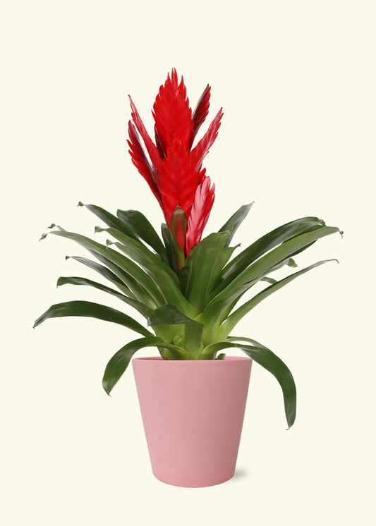 Red Bromeliad in 5 inch a pink jane matte ceramic grow pot.